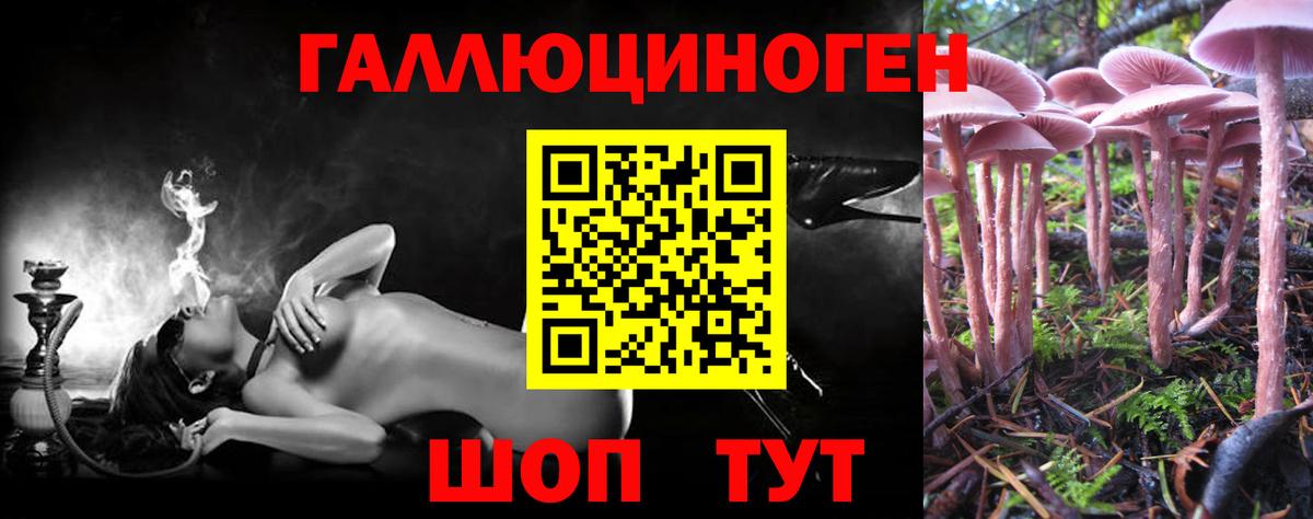 Псилоцибиновые грибы Psilocybine cubensis  Черкесск 